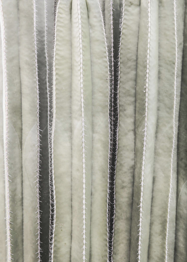 Cactus Symphony | Poster