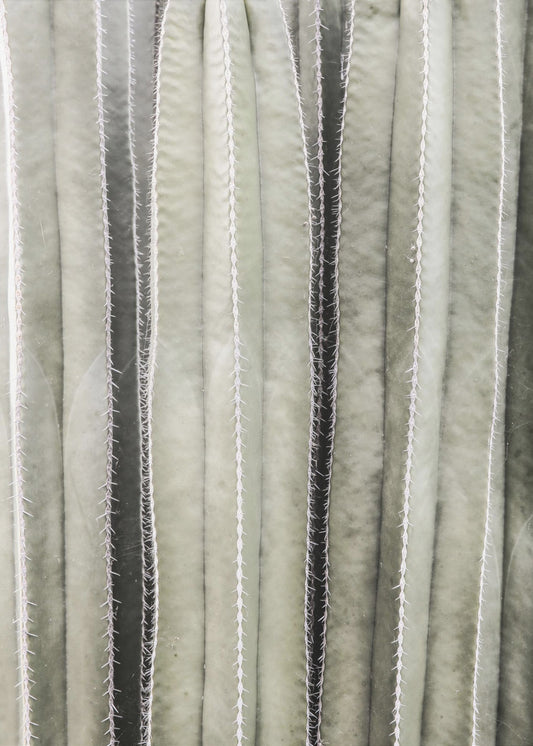 Cactus Symphony | Poster