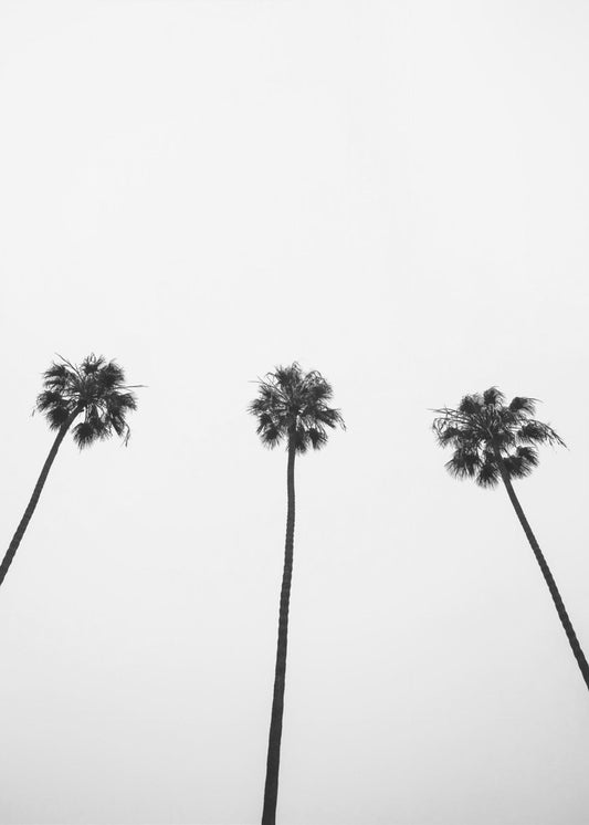 Skyward Palms Trio | Canvas