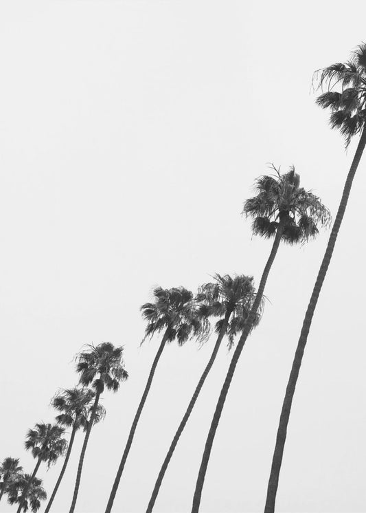 Tall Palm Parade | Poster