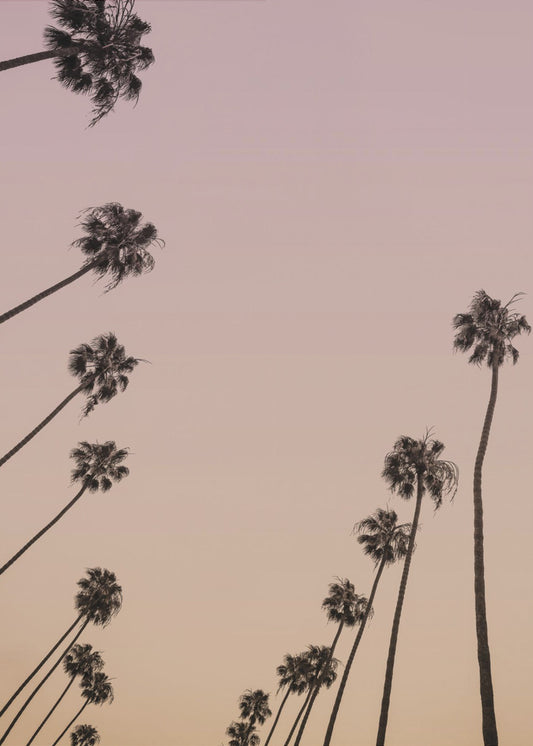 Twilight Palms | Canvas