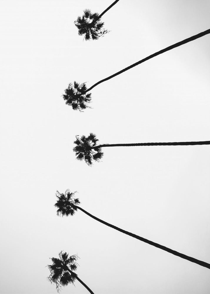 Skyward Palms | Poster