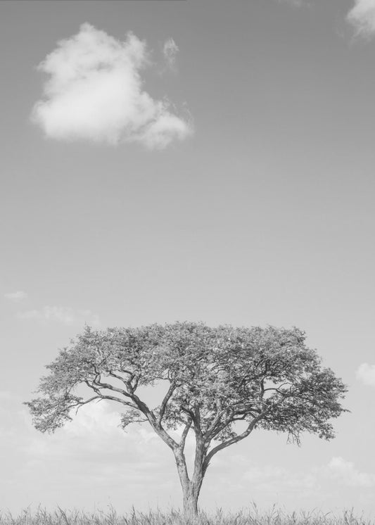 Lonely Tree Dreaming | Poster
