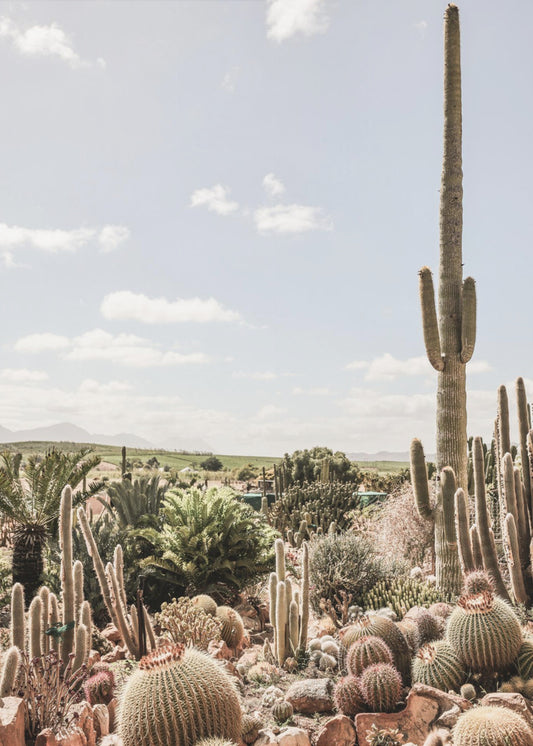 Desert Symphony | Poster