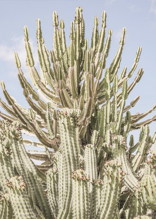Cactus Symphony | Canvas