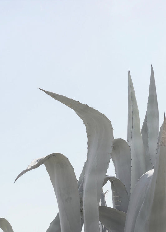 Azure Agave Dreams | Poster