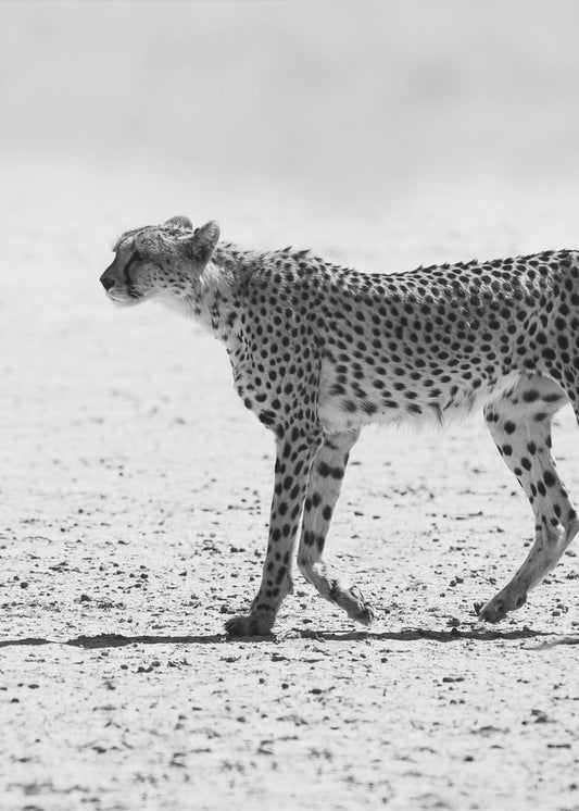 Silent Pursuit | Canvas