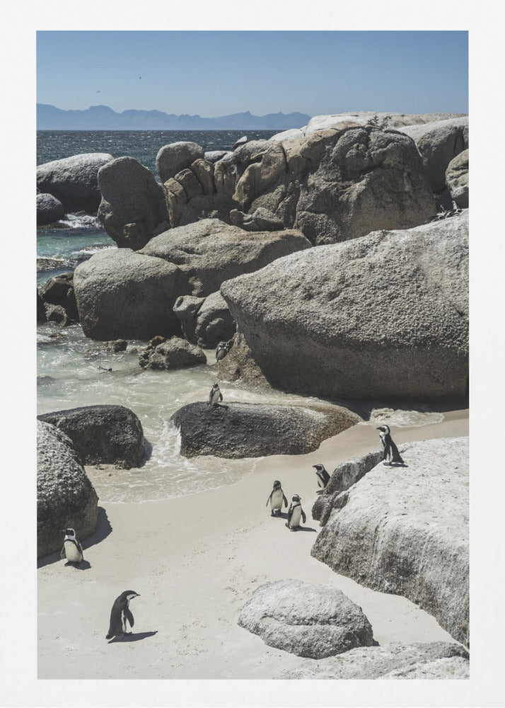 Penguins' Coastal Stroll | Canvas