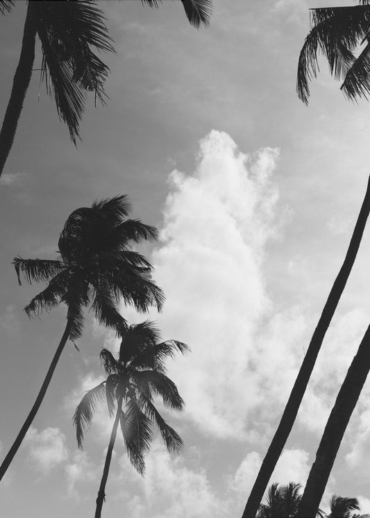 Silhouetted Palms | Canvas