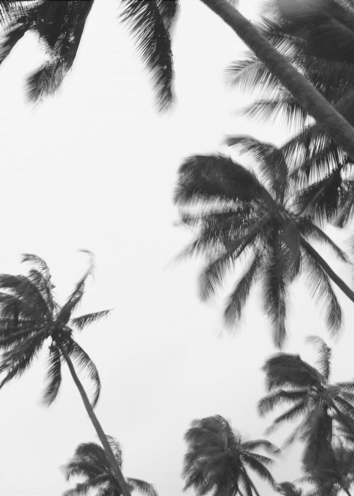 Swaying Palms | Canvas