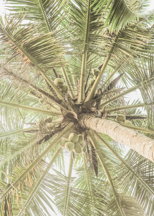 Coconut Canopy | Canvas