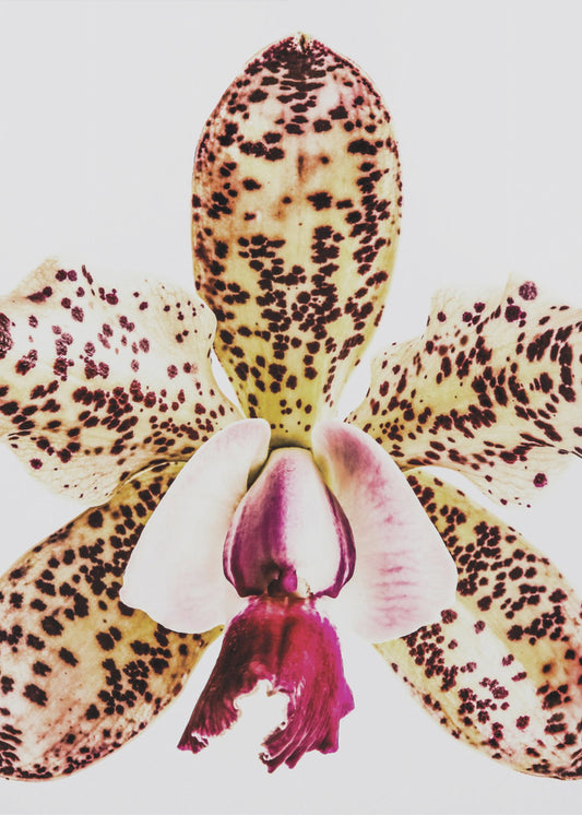 Spotted Orchid Burst | Poster