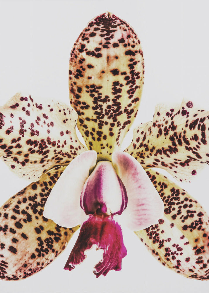Spotted Orchid Burst | Canvas