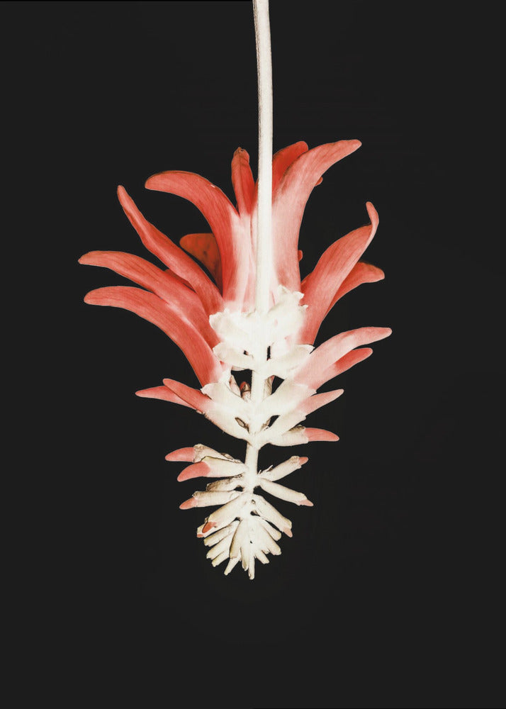 Petal Skeleton Fusion | Poster