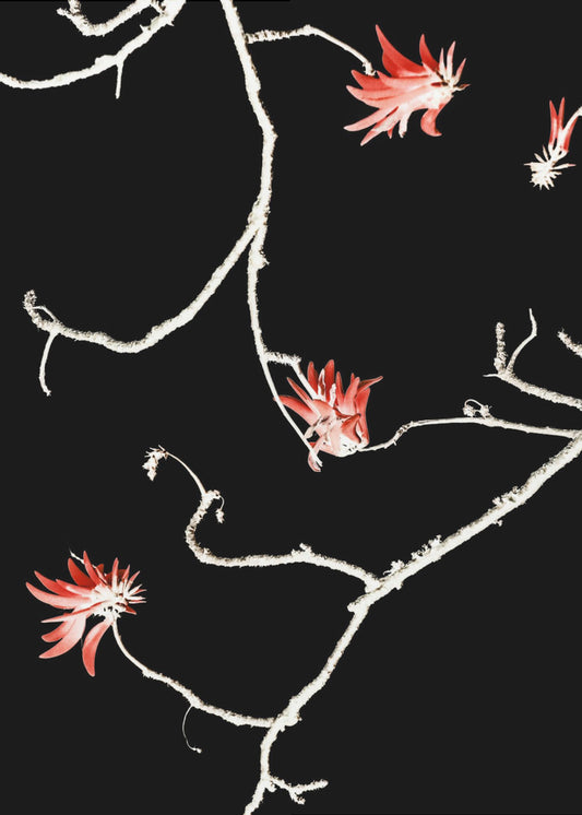 Scarlet Branch Dance | Poster