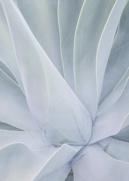 Silvery Succulent | Canvas