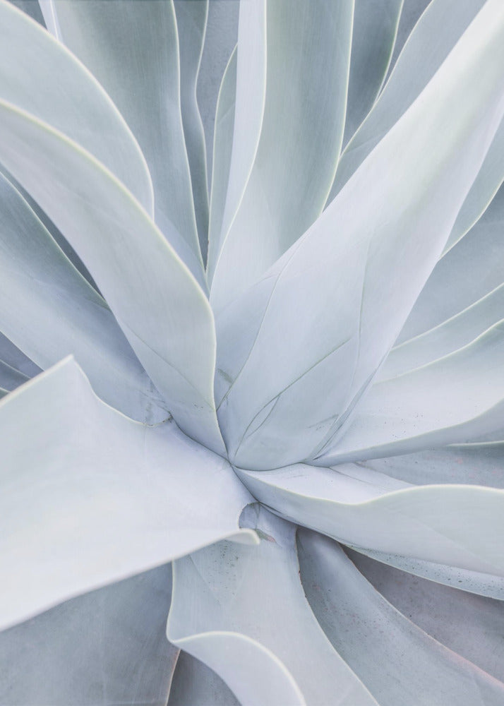 Silver Succulent Swirl | Poster