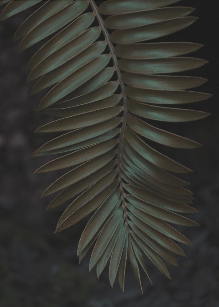Frond in Shadow | Poster
