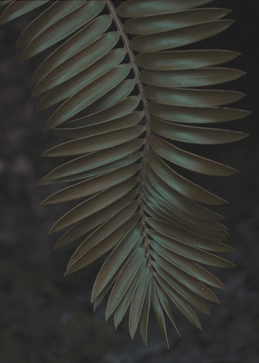 Frond in Shadow | Canvas