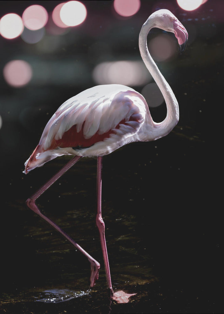 Elegant Flamingo | Poster