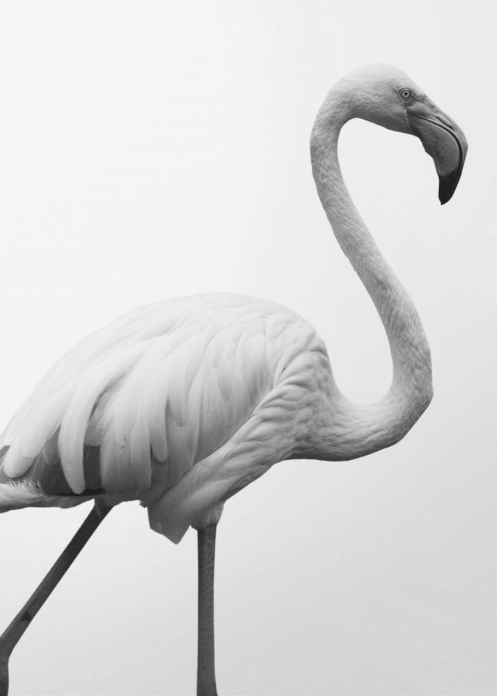 Graceful Silhouette | Canvas