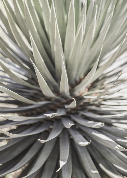 Spiky Serenity | Poster