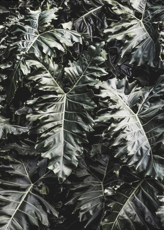 Lush Leaf Symphony | Poster