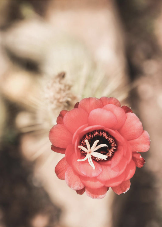 Desert Bloom Dance | Canvas