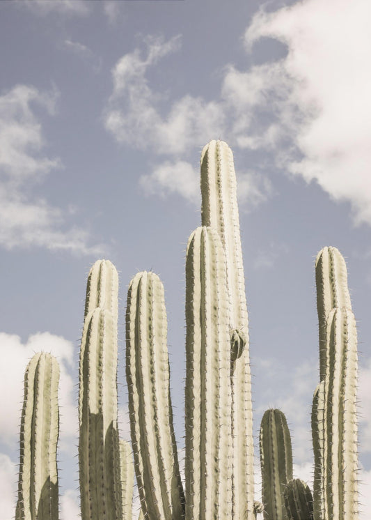 Desert Sentinels | Canvas