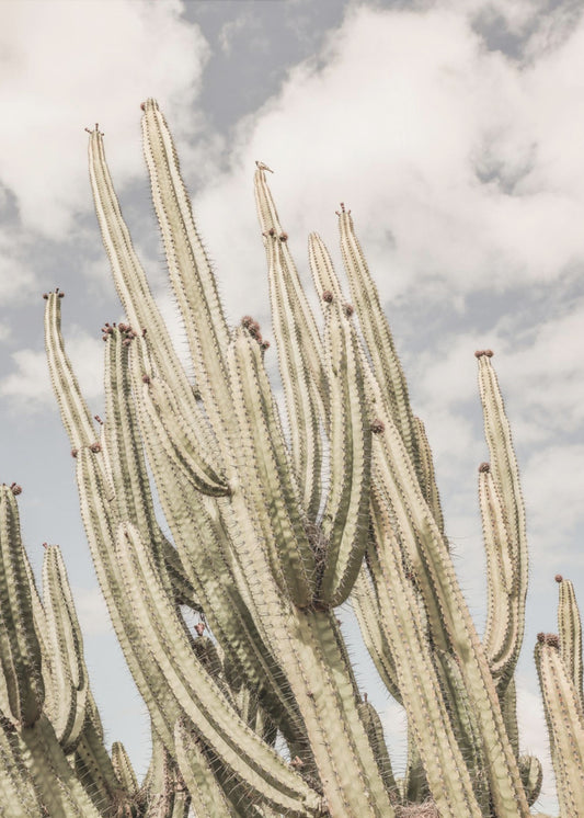 Desert Sentinels | Canvas