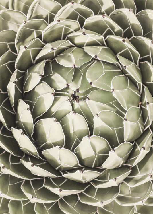 Geometric Succulent | Poster