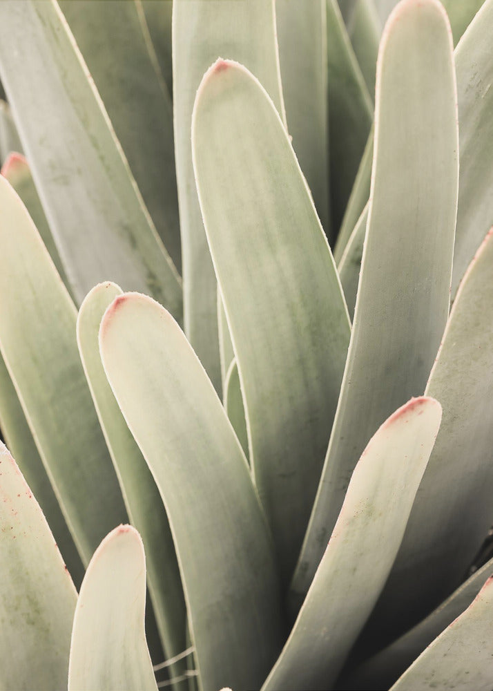 Succulent Symphony | Canvas