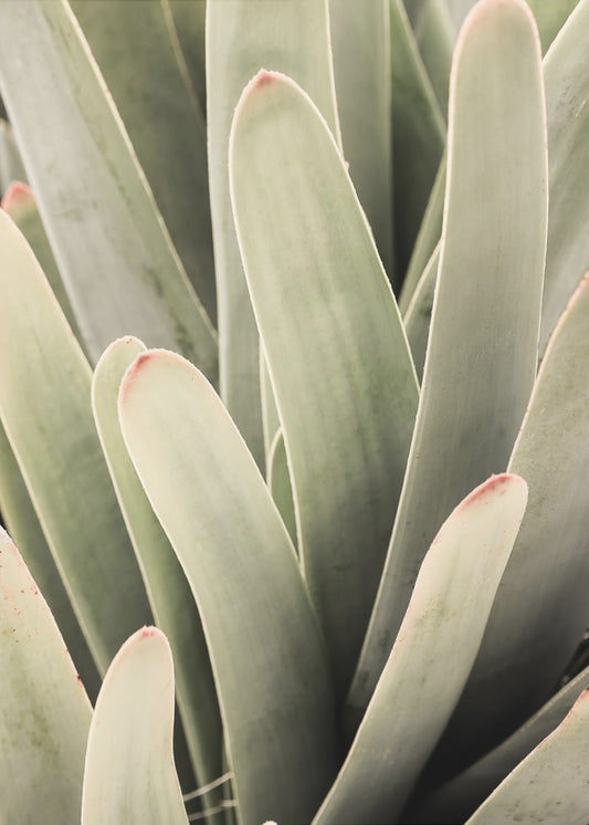 Succulent Symphony | Canvas