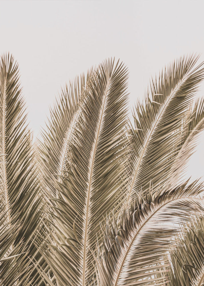 Windswept Palms | Canvas