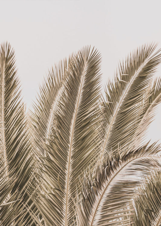Windswept Palms | Canvas