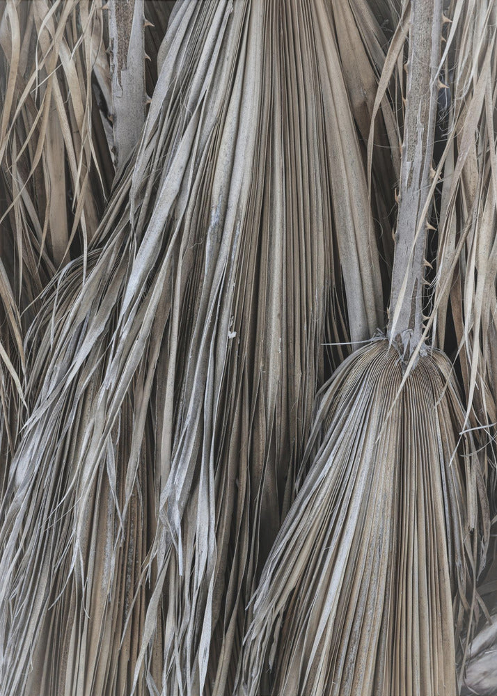 Rustic Palm Texture | Poster