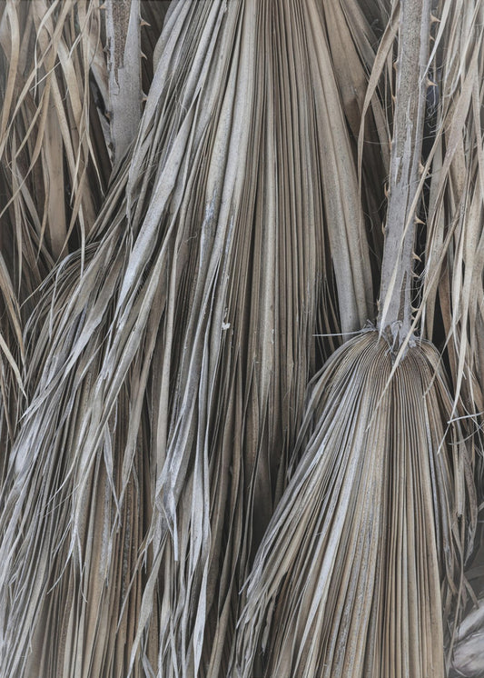 Rustic Palm Texture | Poster