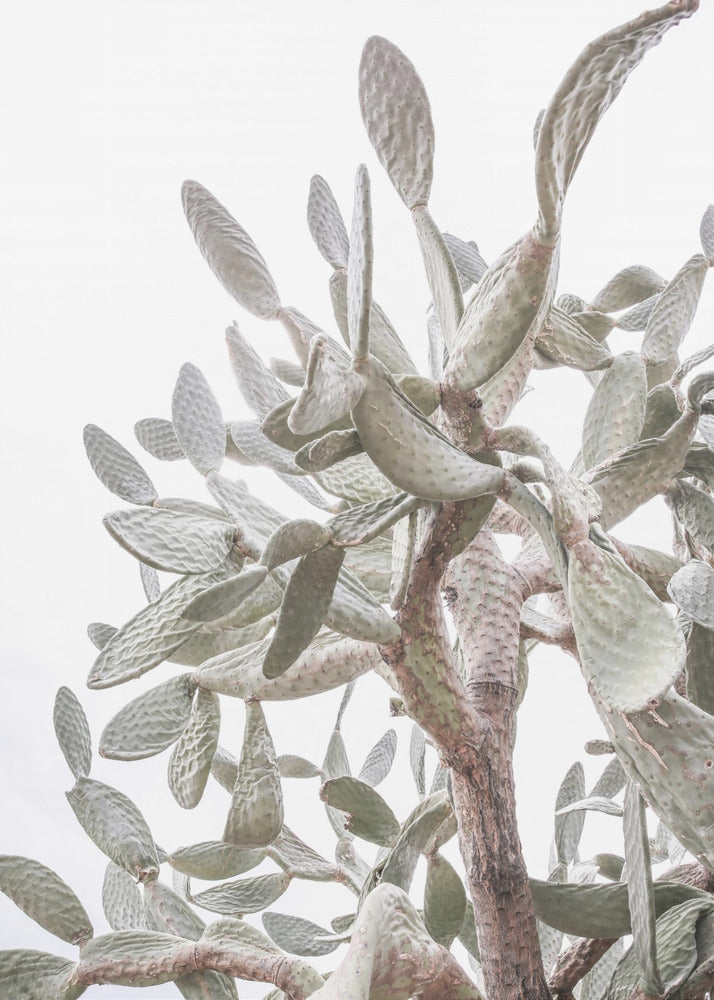 Cactus Whispers | Canvas