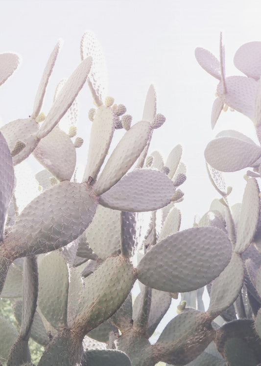 Prickly Serenity | Canvas
