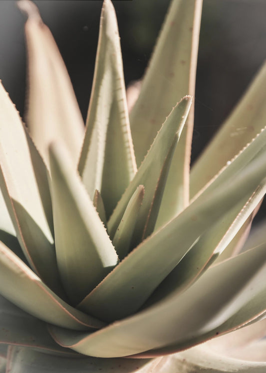 Sunlit Succulent | Canvas