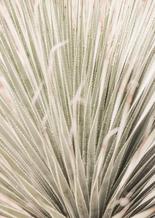 Spiky Serenity | Canvas