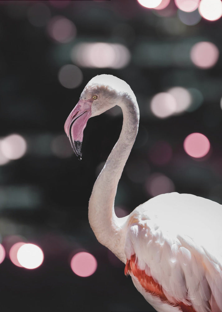 Flamingo Elegance | Canvas