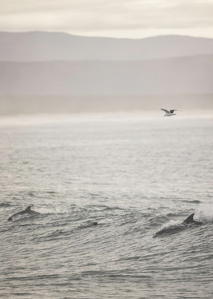 Ocean&#039;s Dance | Canvas