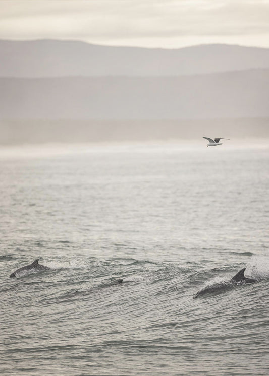 Ocean&#039;s Dance | Canvas