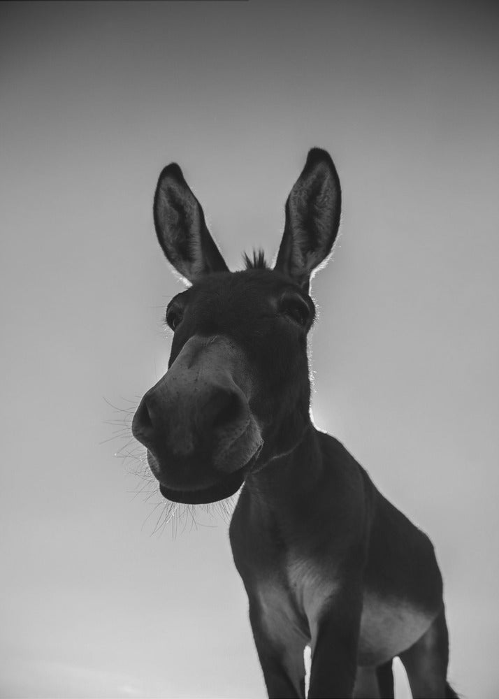 Curious Donkey Gaze | Poster