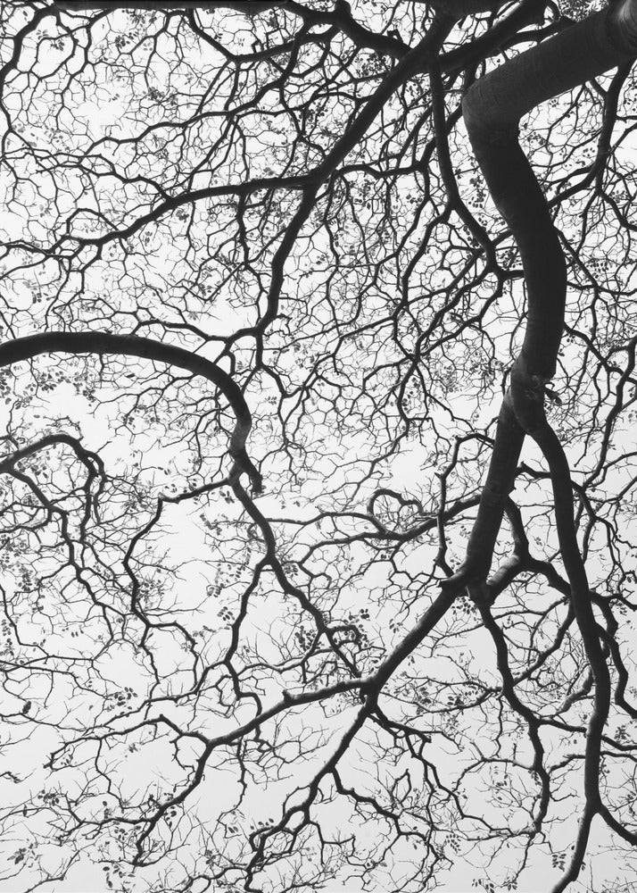 Branches&#039; Dance | Poster