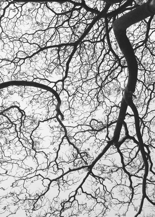 Branches&#039; Dance | Poster