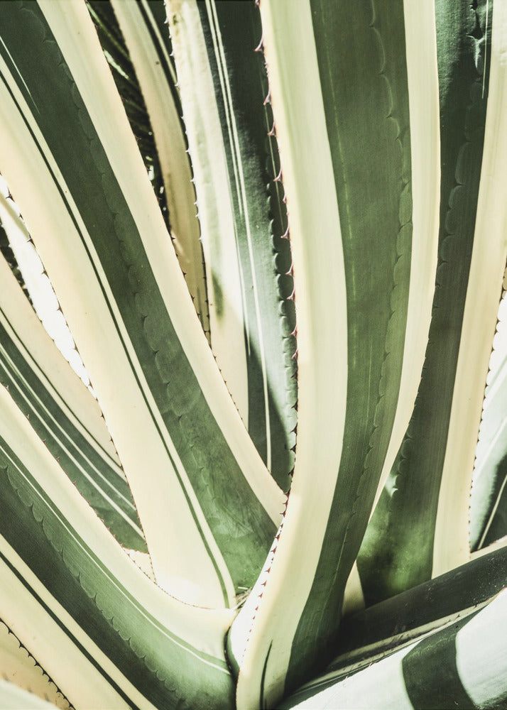 Succulent Symphony | Canvas