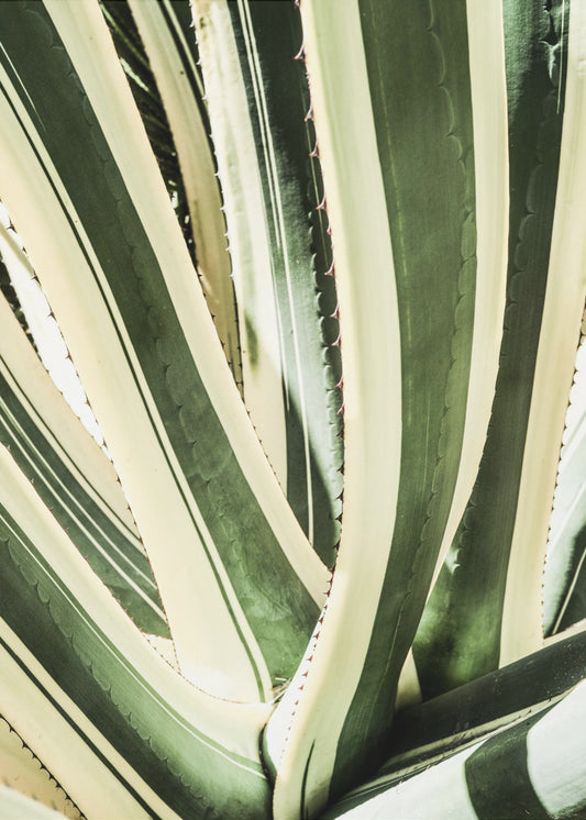 Succulent Symphony | Canvas