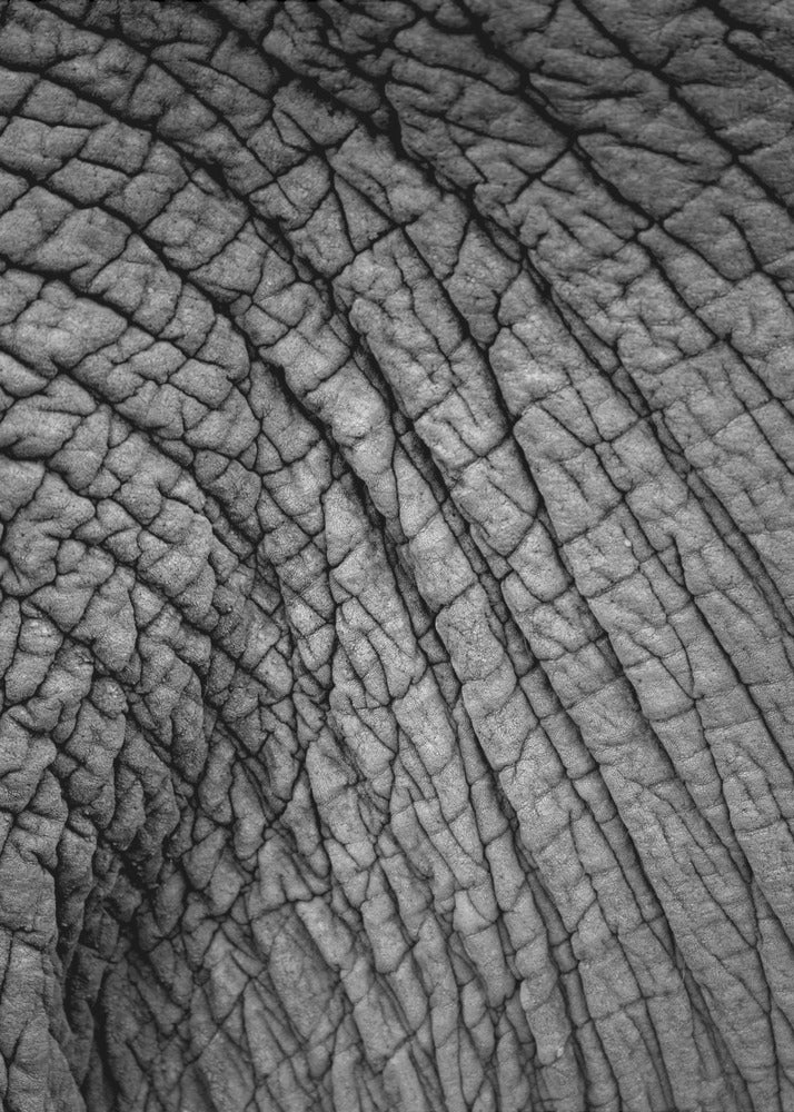 Elephant Texture | Poster